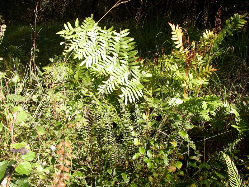 Osmonde et Blechnum spicant